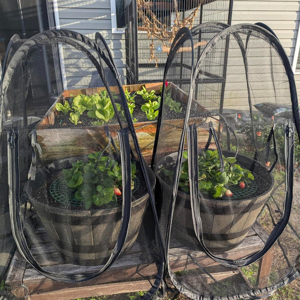 Pop-up mesh plant cover